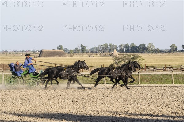Horses