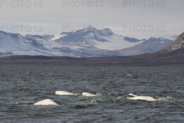 Group of belugas