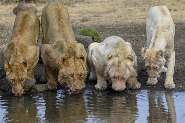 Lions