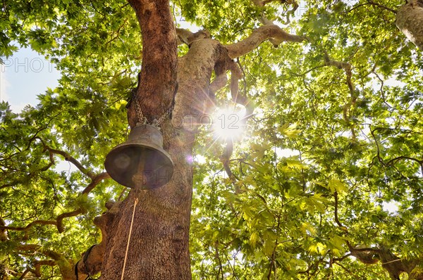 Church bell in tree