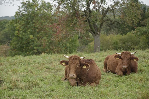 Limpurg cattle grazing in a meadow opposite Comburg Castle