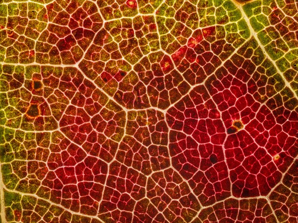 Autumn coloured leaf of a maple