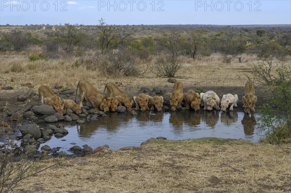 Lions