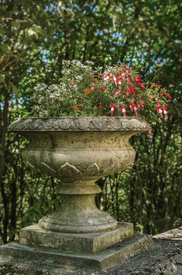 Stone bowl with fuchsias