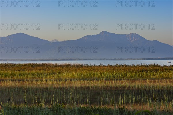 Strip of reeds