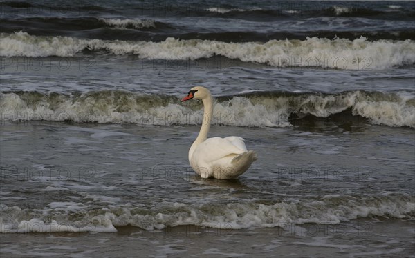 A Mute Swan