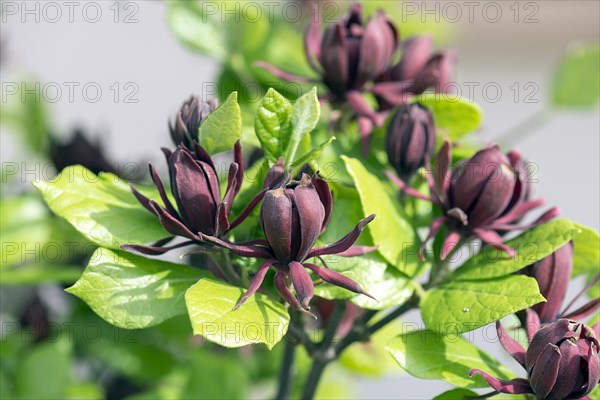 Spicebush