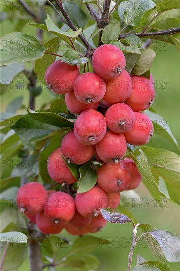 Ornamental apple tree