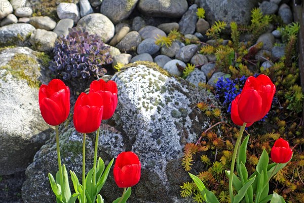 Red tulips
