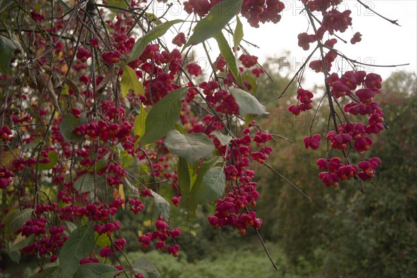 European spindle tree