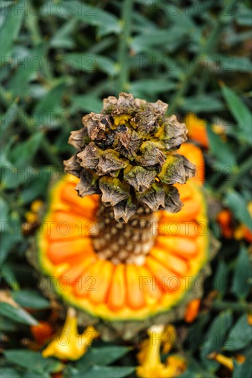 (Encephalartos) horridus aka Eastern Cape blue cycad cone close up. Selective focus shallow depth