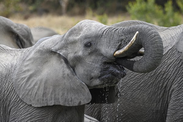 African elephant