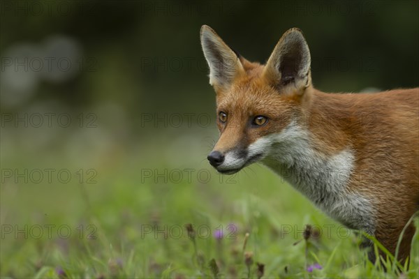 Red fox