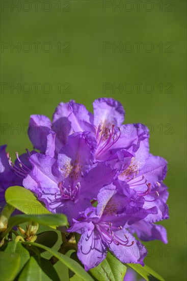 Flower of a rhododendron