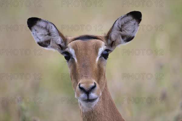 Black heeled antelope