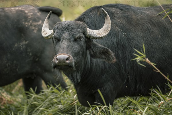 Water buffalo