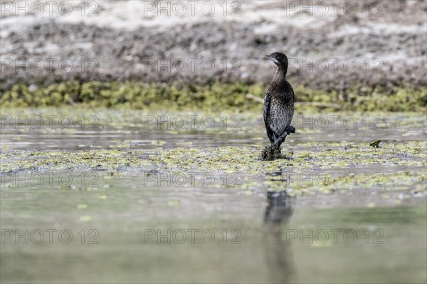 Pygmy Cormorant