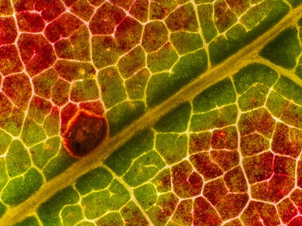 Autumn coloured leaf of a maple