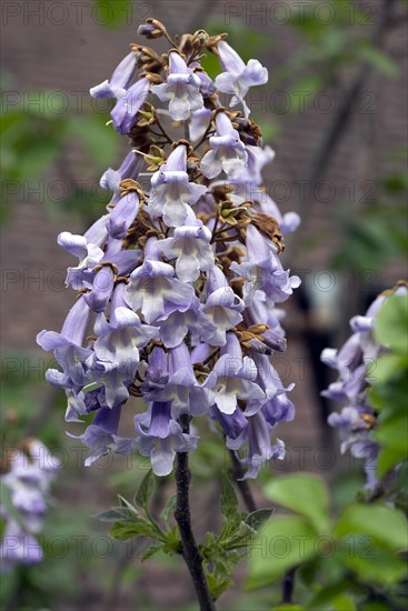 Flowers of the empress tree