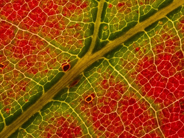Autumn coloured leaf of a maple