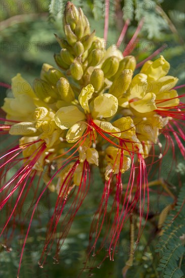 Bird of Paradise Bush