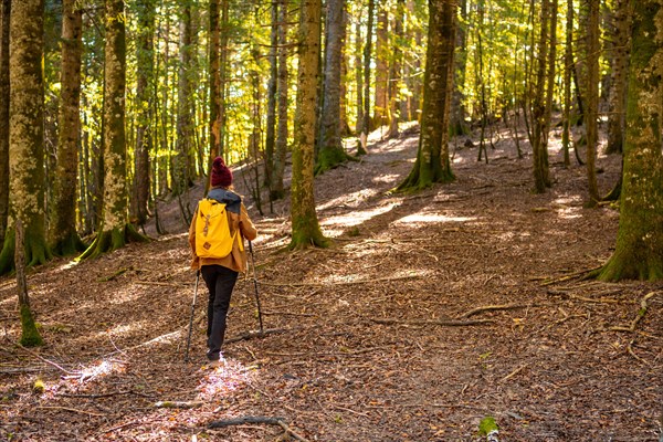 Irati forest or jungle in autumn
