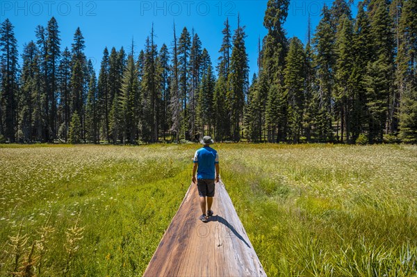 A young man sitting in a fallen tree where you can see A green field with many sequoias in the background in Sequoia National Park
