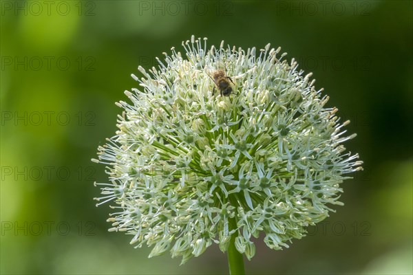 (Allium), inflorescence, Muensterland, North Rhine-Westphalia, Germany, Europe
