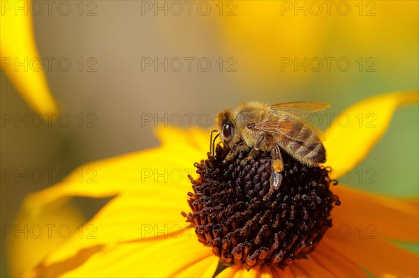 European honey bee