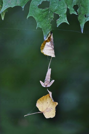 Autumn leaves on cobweb threads