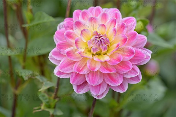 Water lily dahlias