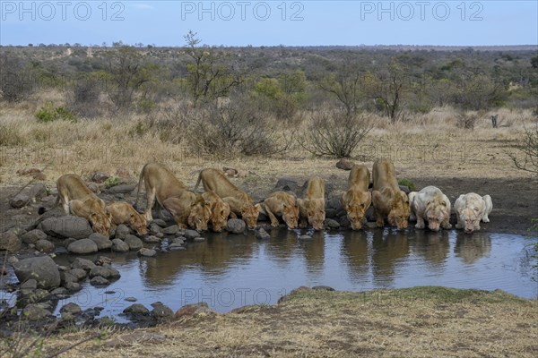 Lions