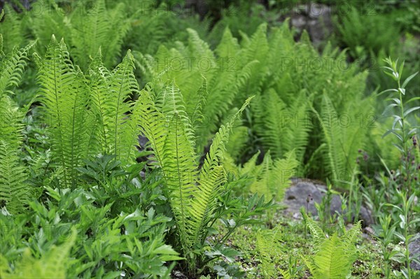 Ostrich fern