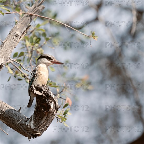 Striped kingfisher