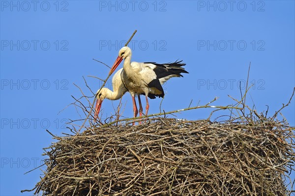 White storks