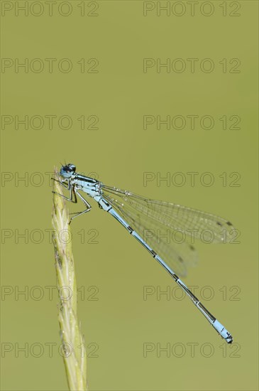 Azure damselfly
