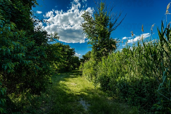 On the Millstone Trail towards the Dead Horse Bay off the Barren Island and Floyd Bennett Field. Brooklyn