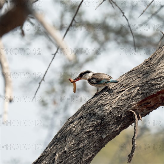 Striped kingfisher
