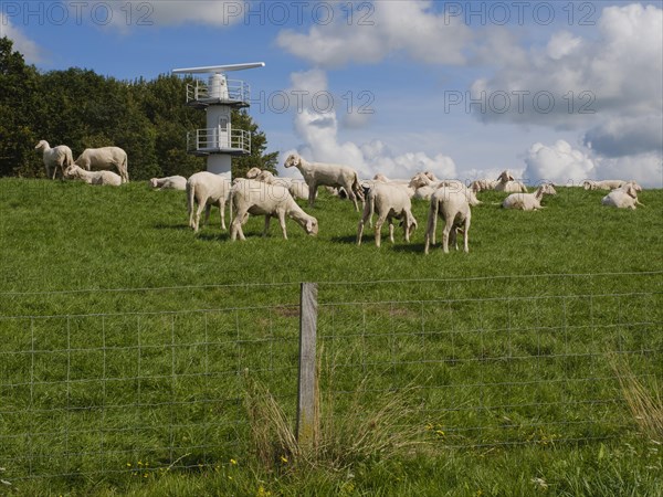 Sheep