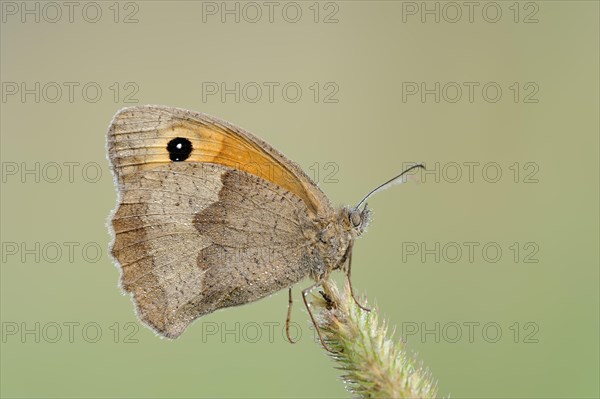 Meadow brown