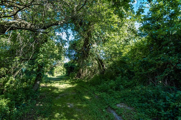 On the Millstone Trail towards the Dead Horse Bay off the Barren Island and Floyd Bennett Field. Brooklyn