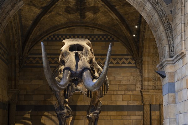 Mammoth skeleton