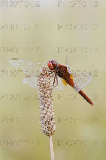 Scarlet dragonfly