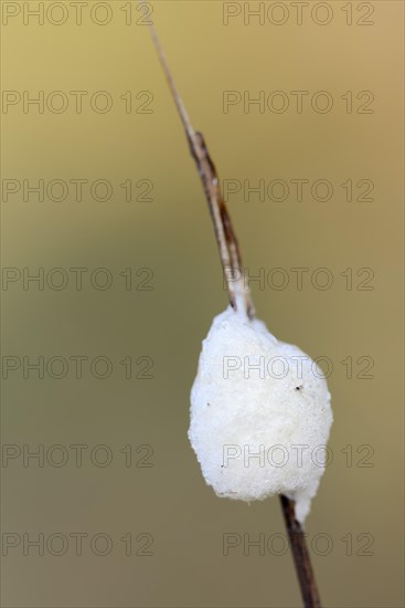 Braconid wasp