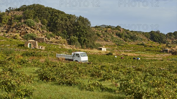 Viticulture
