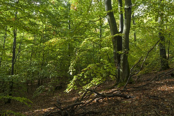 Beech forest with deadwood in autumn. Brandenburg