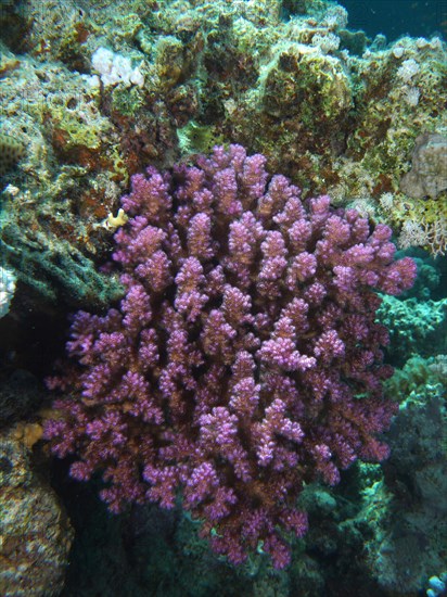 Pawpaw Coral