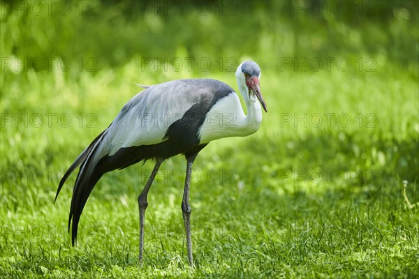 Wattled crane
