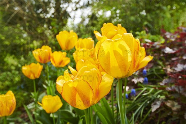 Garden tulip