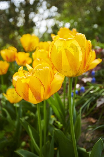 Garden tulip